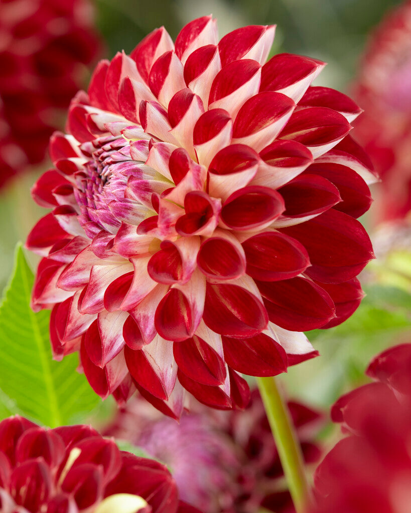 Dahlia Pompon Jowey Joshua 1-pack